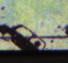Plask